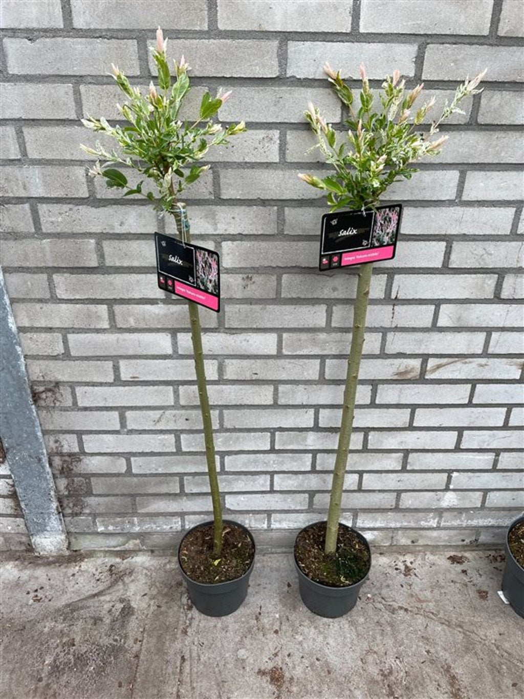 Salix integra 'Hakuro-nishiki' - 80 CM Stem C3